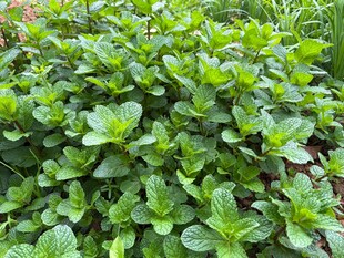 茂盛的绿色薄荷植物