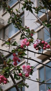 窗前绽放的娇艳粉色花朵