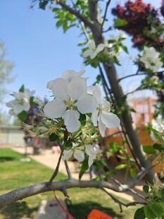 枝头绽放的洁白花朵