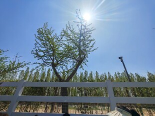 阳光下的树木与围栏景观