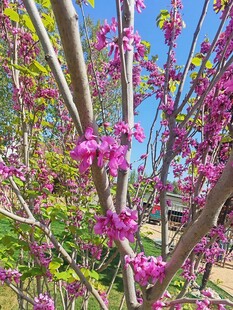 春日绽放的绚烂紫花树