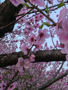 烂漫樱花枝头绽放