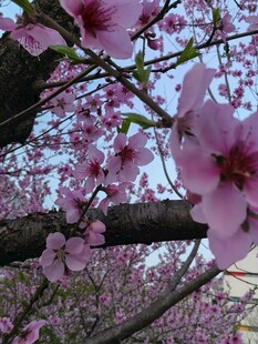烂漫樱花枝头绽放