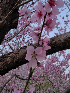 春日盛开的粉嫩桃花