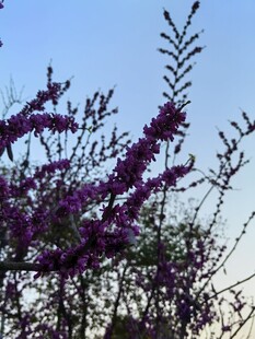 枝头绽放的紫色烂漫花朵
