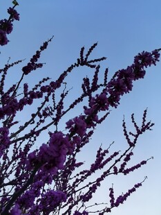 枝头紫花绽放