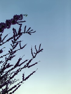 蓝天映衬下的繁茂花枝