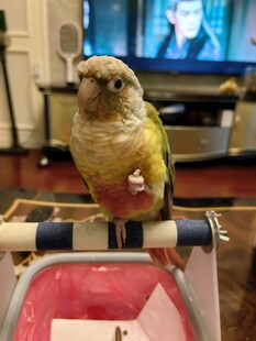 鹦鹉立于玩具车上