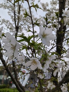 枝头绽放的洁白美丽花朵