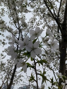 枝头绽放的洁白花朵
