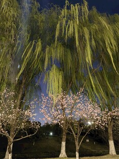 夜下柳桃相映美景