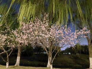 夜下繁花垂柳美景