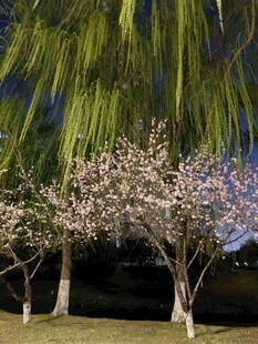夜幕下的繁花垂柳美景