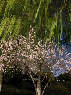 夜下繁花垂柳景