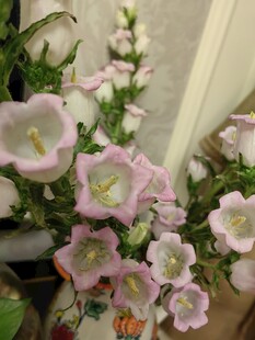 粉色风铃花盆栽