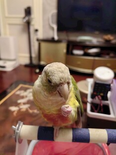 鹦鹉站在容器上进食