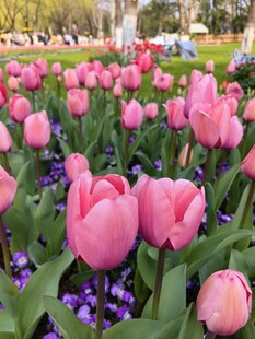 粉色郁金香花海景观