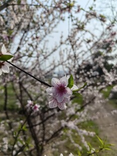 枝头绽放的娇艳粉色花朵