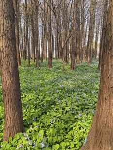 林间绿意盎然的繁茂景象
