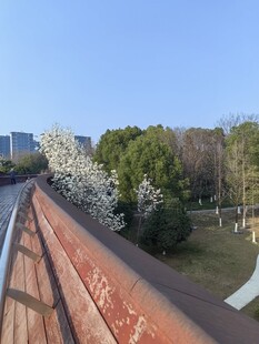 桥上春色繁花绿树相映