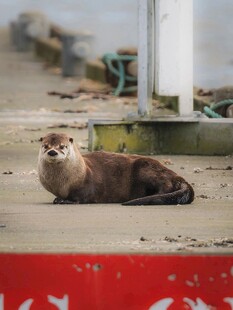 水獭