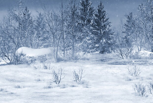 冬日雪景中的静谧森林