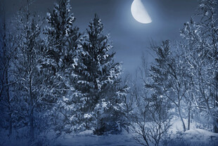 雪夜松林的静谧月光