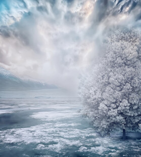 冬日雪景中的孤树