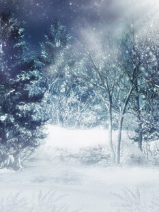 冬日雪景中的静谧树林