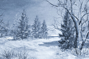 冬日雪景中的静谧树林