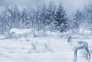 雪地中的驯鹿与冬日景致