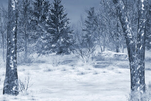 冬日雪景中的静谧森林