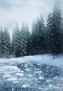 冬日雪景中的静谧森林