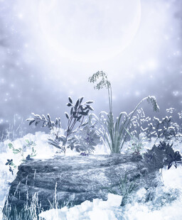 冰雪中的奇幻植物景观