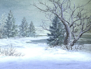 冬日雪景中的静谧松林