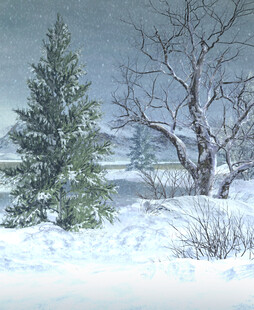 冬日雪景中的挺拔松树