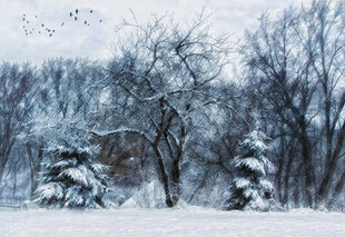 冬日雪景中的静谧树林