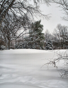冬日雪景中的树林与积雪