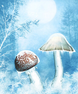 雪境中的双蘑菇