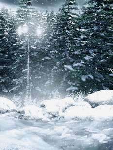 冬日雪景中的静谧森林