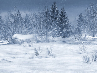 冬日雪景中的静谧树林