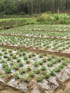 农田蔬菜种植花生苗