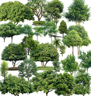 多样绿树素材集合