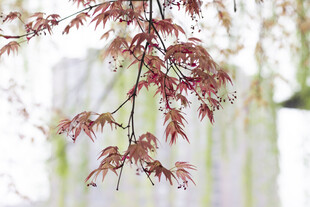 红枫树枝特写