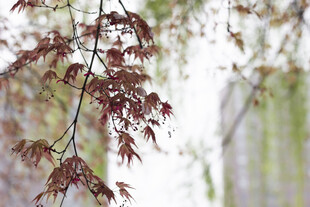 鸡爪槭树枝特写