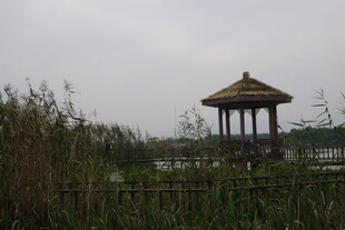 湖畔凉亭 隐于草木之间