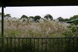 户外繁茂的荻草景观