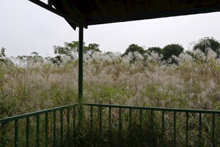 户外观景台处的花草景致