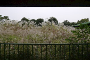 户外丛生的白色植物景观