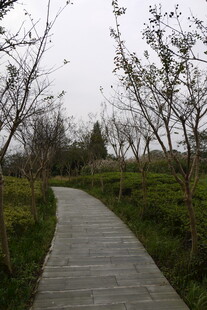 林间木栈道 静谧自然景